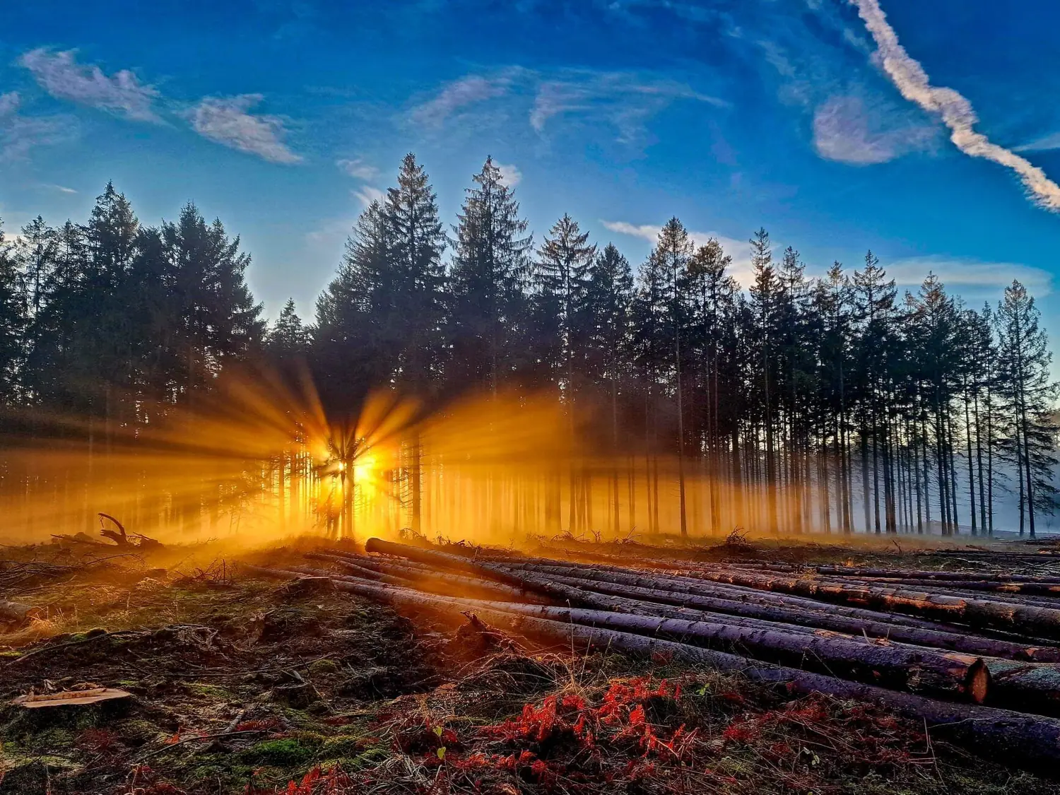 Forêt dans la lumière du matin – photographie de Gerd